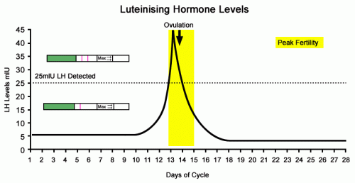 How Long LH Surge Lasts and Tips for Conception