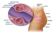 Week Development of Twin Pregnancy (with Pictures)