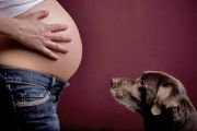Do Dogs Know That You're Pregnant?