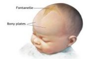 Know the Soft Spots in Your Baby