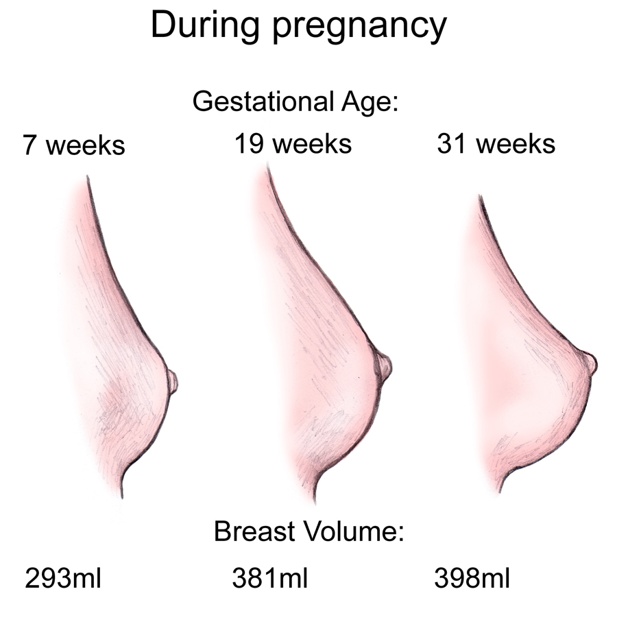 حجم الثدي والحمل